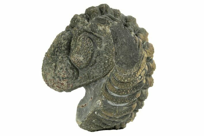 Long Enrolled Morocops Trilobite - Morocco #252745
